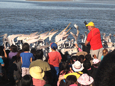 feeding of the pelicans